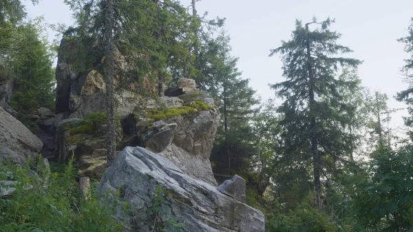 Vue d'immenses pins dans une forêt avec des rochers couverts de mousse. Forêt de paysage sauvage avec pins et mousse sur les rochers — Photo