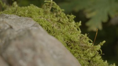 Güzel yeşil yosun güneş ışığı altında. Ağaç, güzel arka plan Moss yosun yetişir. Moss, Sonbahar, orman, yaprağına doğa, yaban hayatı