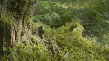 Güzel yeşil yosun güneş ışığı altında. Ağaç, güzel arka plan Moss yosun yetişir. Moss, Sonbahar, orman, yaprağına doğa, yaban hayatı