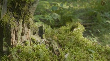 Güzel yeşil yosun güneş ışığı altında. Ağaç, güzel arka plan Moss yosun yetişir. Moss, Sonbahar, orman, yaprağına doğa, yaban hayatı