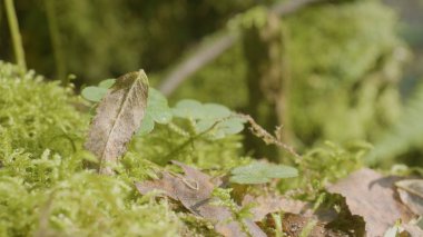 Güzel yeşil yosun güneş ışığı altında. Ağaç, güzel arka plan Moss yosun yetişir. Moss, Sonbahar, orman, yaprağına doğa, yaban hayatı