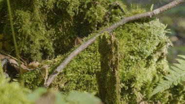 Güzel yeşil yosun güneş ışığı altında. Ağaç, güzel arka plan Moss yosun yetişir. Moss, Sonbahar, orman, yaprağına doğa, yaban hayatı