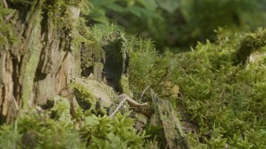 Güzel yeşil yosun güneş ışığı altında. Ağaç, güzel arka plan Moss yosun yetişir. Moss, Sonbahar, orman, yaprağına doğa, yaban hayatı