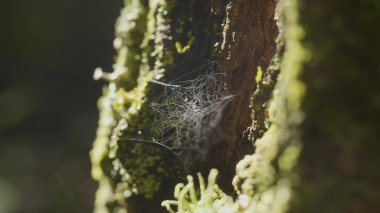 Çiğ, doğal kökenli, çok sağlam örümcek ağı üzerinde bir ağaç üzerinde büyük spiderweb