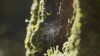 Çiğ, doğal kökenli, çok sağlam örümcek ağı üzerinde bir ağaç üzerinde büyük spiderweb