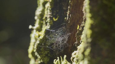 Çiğ, doğal kökenli, çok sağlam örümcek ağı üzerinde bir ağaç üzerinde büyük spiderweb