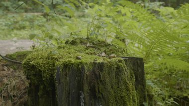 Ormanda stump. Eski ağaç kütüğü yosun kaplı. Güdük yeşil yosun spruce pine iğne yapraklı ağaç orman park ağaç kök kabuğu güneş ışığı arka plan