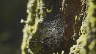Çiğ, doğal kökenli, çok sağlam örümcek ağı üzerinde bir ağaç üzerinde büyük spiderweb