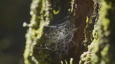 Çiğ, doğal kökenli, çok sağlam örümcek ağı üzerinde bir ağaç üzerinde büyük spiderweb