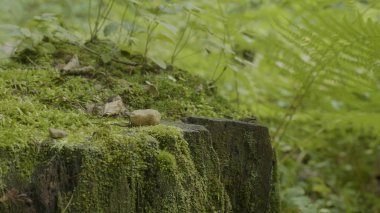 Ormanda stump. Eski ağaç kütüğü yosun kaplı. Güdük yeşil yosun spruce pine iğne yapraklı ağaç orman park ağaç kök kabuğu güneş ışığı arka plan