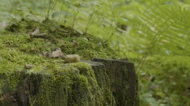 Ormanda stump. Eski ağaç kütüğü yosun kaplı. Güdük yeşil yosun spruce pine iğne yapraklı ağaç orman park ağaç kök kabuğu güneş ışığı arka plan