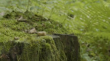Ormanda stump. Eski ağaç kütüğü yosun kaplı. Güdük yeşil yosun spruce pine iğne yapraklı ağaç orman park ağaç kök kabuğu güneş ışığı arka plan