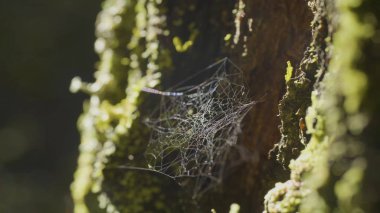 Çiğ, doğal kökenli, çok sağlam örümcek ağı üzerinde bir ağaç üzerinde büyük spiderweb