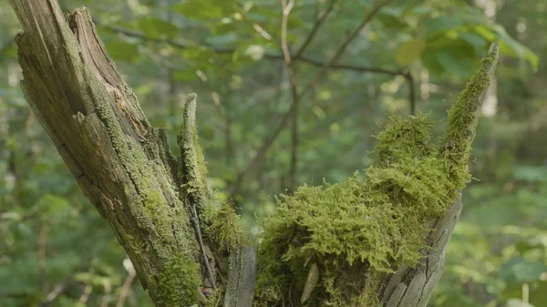 Beautiful green moss in the sunlight. Moss grows on the tree, beautiful background of moss. Leaf on Moss, autumn, forest, Nature,Wildlife — Stock Photo, Image