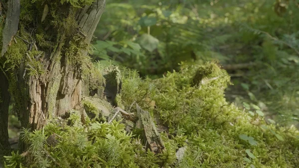 Belle mousse verte à la lumière du soleil. La mousse pousse sur l'arbre, beau fond de mousse. Feuille sur mousse, automne, forêt, nature, faune — Photo