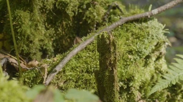 Belle mousse verte à la lumière du soleil. La mousse pousse sur l'arbre, beau fond de mousse. Feuille sur mousse, automne, forêt, nature, faune — Photo
