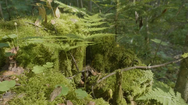 Vacker grön mossa i solljus. Mossa växer på trädet, vacker bakgrund av mossa. Blad på mossa, höst, skog, natur, djurliv — Stockfoto