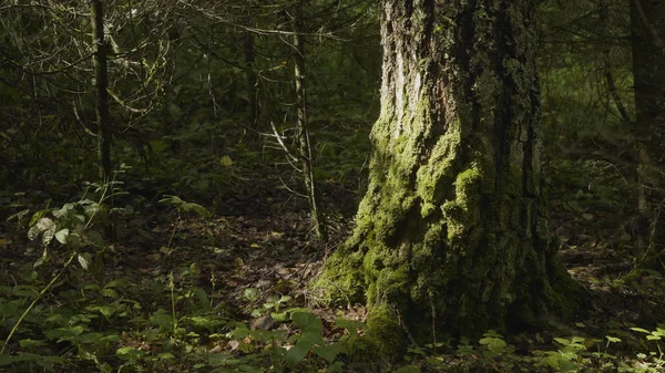 Pohon tua dengan lumut dan lumut di hutan. Hutan pohon kayu hijau alam. Lumut di pohon di hutan — Stok Foto