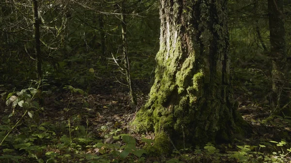 Pohon tua dengan lumut dan lumut di hutan. Hutan pohon kayu hijau alam. Lumut di pohon di hutan — Stok Foto