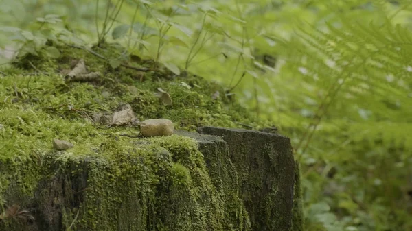 Ormanda stump. Eski ağaç kütüğü yosun kaplı. Güdük yeşil yosun spruce pine iğne yapraklı ağaç orman park ağaç kök kabuğu güneş ışığı arka plan