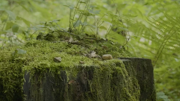 Stump dans la forêt. Vieux tronc d'arbre couvert de mousse. Stump vert mousse épinette pin conifères forêt parc bois racine écorce soleil fond — Photo