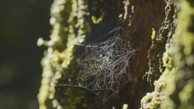 Çiğ, doğal kökenli, çok sağlam örümcek ağı üzerinde bir ağaç üzerinde büyük spiderweb