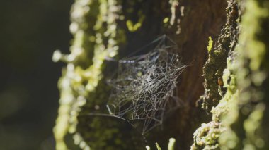 Çiğ, doğal kökenli, çok sağlam örümcek ağı üzerinde bir ağaç üzerinde büyük spiderweb
