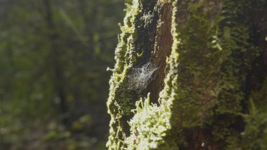 Büyük spiderweb. Örümcek web yakın çekim. Güneş ışığı altında parlayan Şubesi, ile büyük örümcek ağı yakın çekim