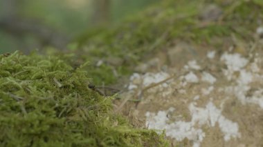 Kırmızı orman karıncalar, yeşil yosun. Karıncalar üzerinde orman ve yeşil yosun doğada