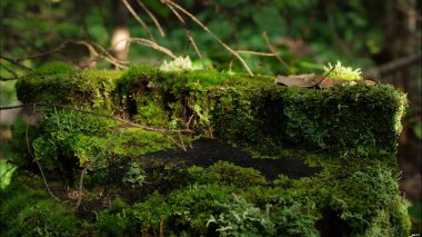 Ormandaki güdük üzerinde moss. Eski ahşap orman yosun ile. Güdük yeşil yosun spruce pine iğne yapraklı ağaç orman park ağaç kök kabuğu
