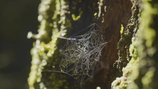 Gran telaraña, en un árbol, en rocío de la mañana, con fondo natural, telaraña muy sólida — Foto de Stock