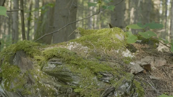 Mousse sur motte dans la forêt. Vieux bois avec mousse dans la forêt. Stump vert mousse épinette pin conifères forêt parc bois racine écorce — Photo