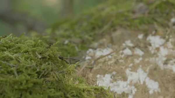 Fourmi rouge dans la mousse verte. Fourmis sur la nature dans la forêt et mousse verte — Photo