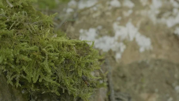 Kırmızı orman karıncalar, yeşil yosun. Karıncalar üzerinde orman ve yeşil yosun doğada