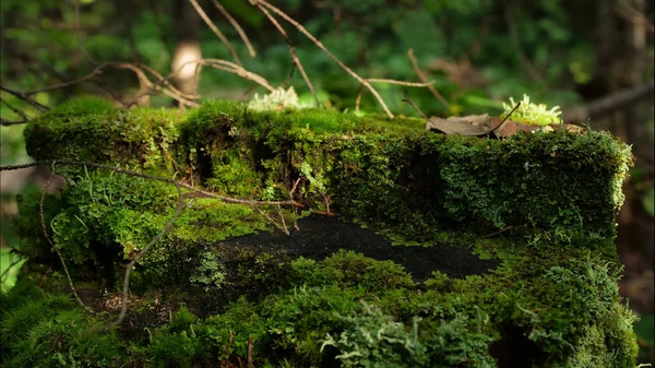 Moss en el tocón en el bosque. Madera vieja con musgo en el bosque. Gramo verde musgo picea pino coníferas árbol bosque parque madera raíz corteza — Foto de Stock