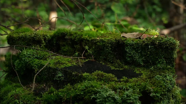 Mousse sur motte dans la forêt. Vieux bois avec mousse dans la forêt. Stump vert mousse épinette pin conifères forêt parc bois racine écorce — Photo