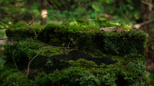 Mousse sur motte dans la forêt. Vieux bois avec mousse dans la forêt. Stump vert mousse épinette pin conifères forêt parc bois racine écorce — Photo