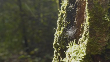 Büyük spiderweb. Örümcek web yakın çekim. Güneş ışığı altında parlayan Şubesi, ile büyük örümcek ağı yakın çekim