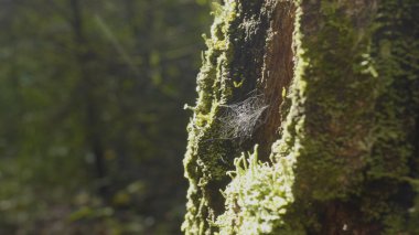 Büyük spiderweb. Örümcek web yakın çekim. Güneş ışığı altında parlayan Şubesi, ile büyük örümcek ağı yakın çekim