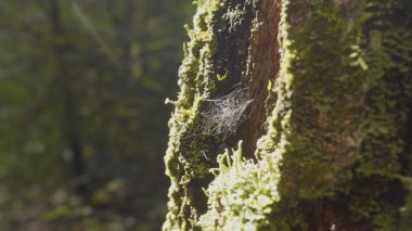 Büyük spiderweb. Örümcek web yakın çekim. Güneş ışığı altında parlayan Şubesi, ile büyük örümcek ağı yakın çekim