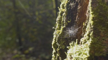 Büyük spiderweb. Örümcek web yakın çekim. Güneş ışığı altında parlayan Şubesi, ile büyük örümcek ağı yakın çekim