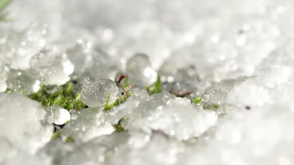 Timelapse, neve derretida visível grama jovem verde no mês de primavera sob o sol no parque. Gelo derretendo primavera no chão. Grama brota sob o gelo derretendo. Dia da Terra. A grama sob o — Fotografia de Stock