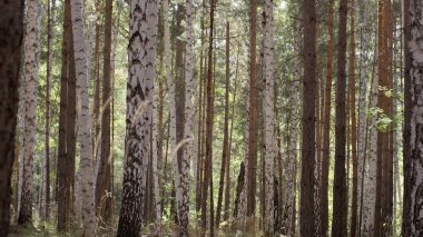 Parlak gün ışığı şort birchwood huş ağaçlarının huş ağaçları. Birchwood güneşle tuttu. Huzur ve sessizlik içinde bir huş ağacı koru. Güzel huş ağacı orman sevinçle güzelliği ve ihtişam.