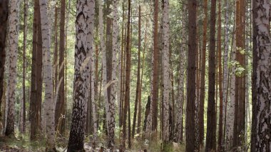 Parlak gün ışığı şort birchwood huş ağaçlarının huş ağaçları. Birchwood güneşle tuttu. Huzur ve sessizlik içinde bir huş ağacı koru. Güzel huş ağacı orman sevinçle güzelliği ve ihtişam.