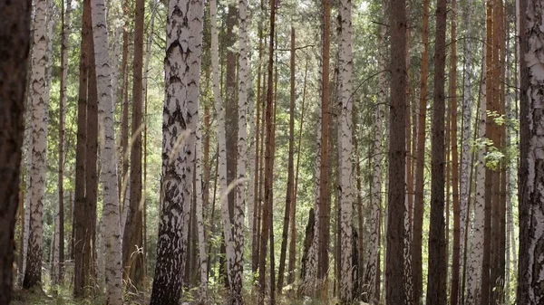 Parlak gün ışığı şort birchwood huş ağaçlarının huş ağaçları. Birchwood güneşle tuttu. Huzur ve sessizlik içinde bir huş ağacı koru. Güzel huş ağacı orman sevinçle güzelliği ve ihtişam.