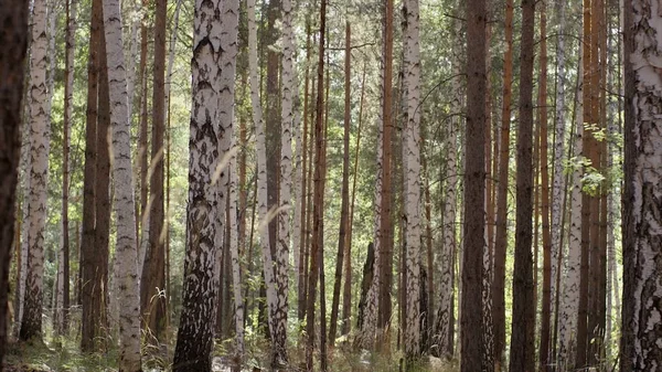 Los abedules en los troncos brillantes de sol de los abedules en el abedul. Birchwood brillaba con el sol. Paz y tranquilidad en un bosque de abedules. Hermoso bosque de abedul deleite con su belleza y grandeza . —  Fotos de Stock