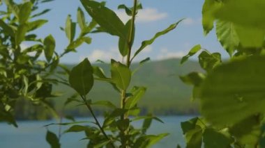 Bir yaz akşamında günbatımı sırasında gölün güzel bir manzara. Bazı bulutlar hala sudan yansıtan. Sunrise Gölü ve çam ağacı üzerinde sis ile.