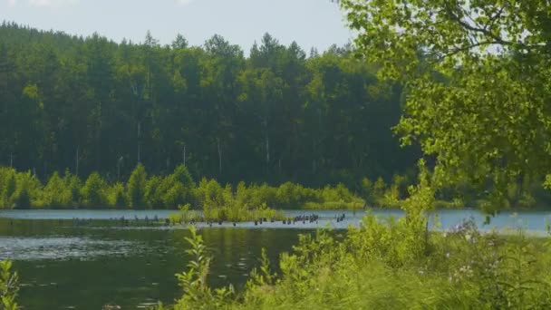 Piękny widok nad jeziorem podczas zachodu słońca na letni wieczór. Niektóre chmury odbite od wody. Wschód słońca z mgły nad jezioro i sosnowego drzewa. — Wideo stockowe