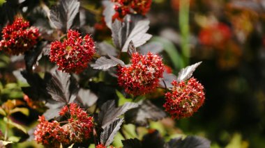 Kırmızı çiçekli güzel şube. Hafifçe sallayarak esintiyle kırmızı çiçekli ağaç