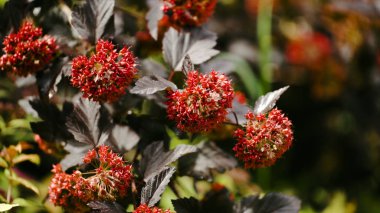 Kırmızı çiçekli güzel şube. Hafifçe sallayarak esintiyle kırmızı çiçekli ağaç